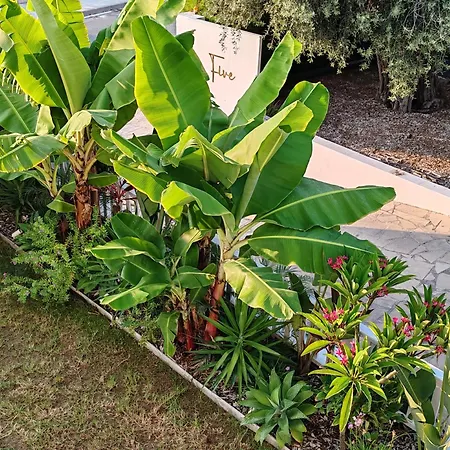 Five Palms וילה פאפוס